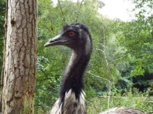Black emu on side view, showing one brown eye.