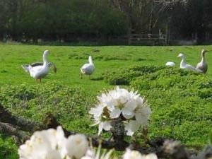 Geese & Blossoms