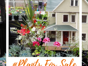 A fabulous array of plants and flowers