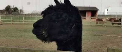 Photo of Black Alpaca