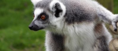 White and grey lemur which is looking away from the camera.